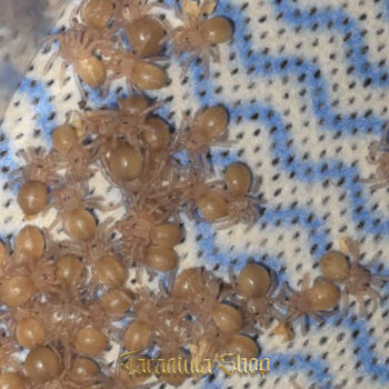 Ybyrapora diversipes – Amazon Sapphire Tarantula (2026)