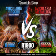 Avicularia Hirschii and Avicularia Metallica – combo (Slings)