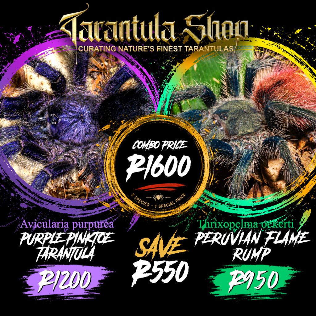 Avicularia purpurea – Purple Pinktoe Tarantula – and – Thrixopelma ockerti – Peruvian Flame Rump – combo (Slings)