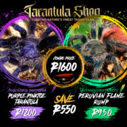 Avicularia purpurea – Purple Pinktoe Tarantula – and – Thrixopelma ockerti – Peruvian Flame Rump – combo (Slings)