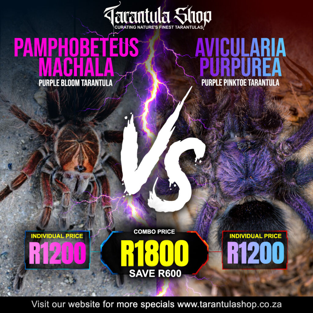 Pamphobeteus Machala – Purple Bloom & Avicularia Purpurea – Purple Pinktoe – combo (Slings)