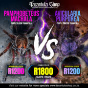 Pamphobeteus Machala – Purple Bloom & Avicularia Purpurea – Purple Pinktoe – combo (Slings)