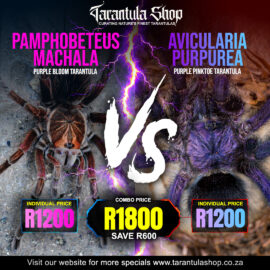 Pamphobeteus Machala – Purple Bloom & Avicularia Purpurea – Purple Pinktoe – combo (Slings)