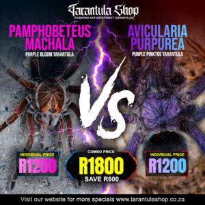 Pamphobeteus Machala - Purple Bloom & Avicularia Purpurea - Purple Pinktoe
