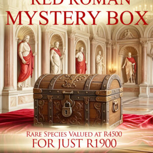 Red Roman Mystery Box