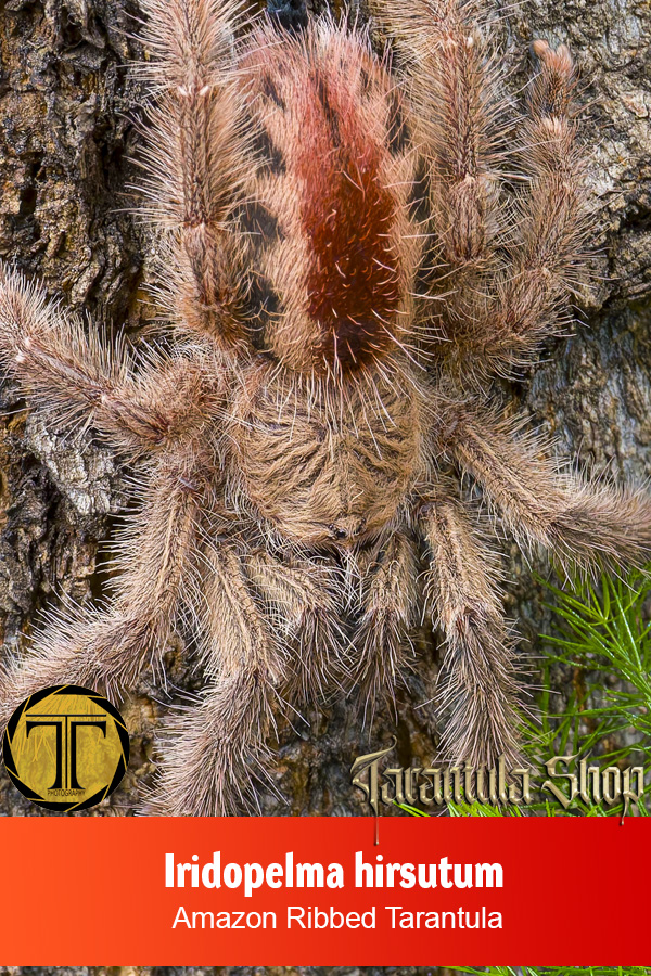 Amazon Ribbed Tarantula – Iridopelma hirsutum (Slings) Birthday