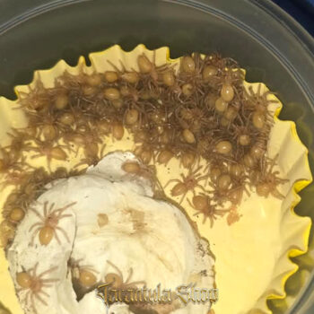 Phormingochilus arboricola – Borneo Black (2026)