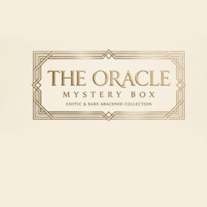Oracle Mystery Box