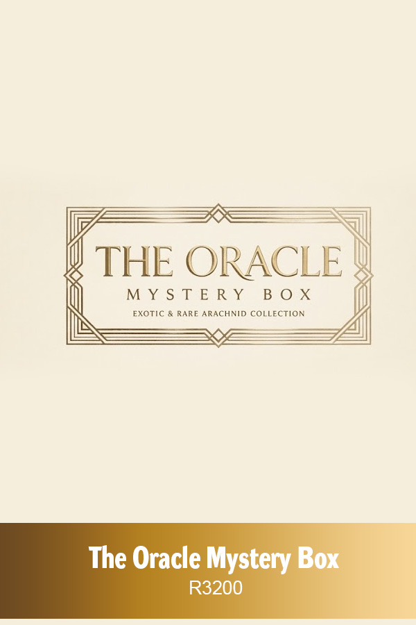 The Oracle Mystery Box