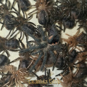 Pamphobeteus platyomma – Pink Bloom Tarantula (2026) Number 2