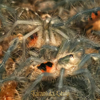 Pamphobeteus sp Machala – Purple Bloom Tarantula (2026)