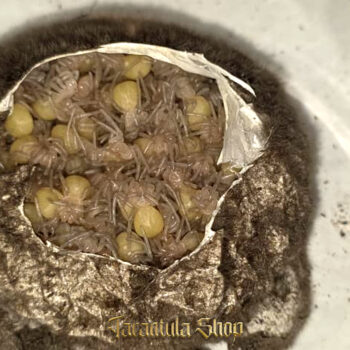 Pamphobeteus sp platyoma – Pink Bloom Tarantula (2026)