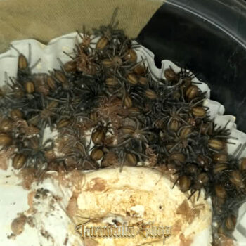 Poecilotheria metallica – Gooty sapphire tarantula 2 (2026)