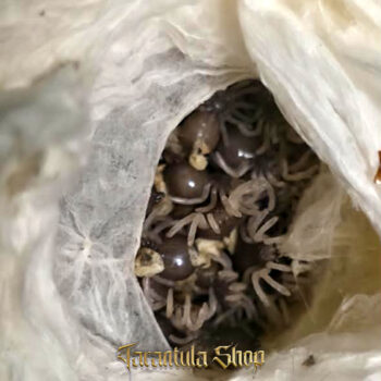 Avicularia avicularia – Guyana Pinktoe Tarantula (2026)