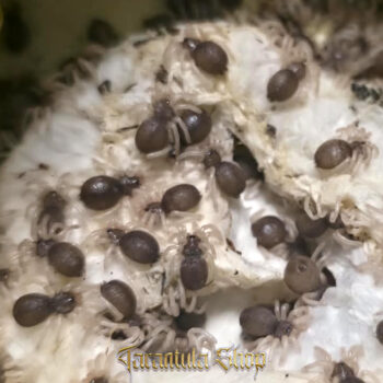 Avicularia juruensis – Peruvian Pink Toe (2026)