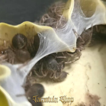Poecilotheria regalis – Indian Ornamental (2026)
