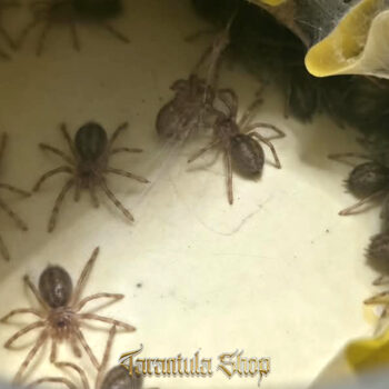 Poecilotheria striata – Mysore Ornamental  (2026)