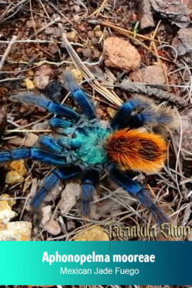 Aphonopelma mooreae – Mexican Jade Fuego (Slings)