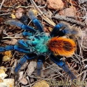 Aphonopelma mooreae