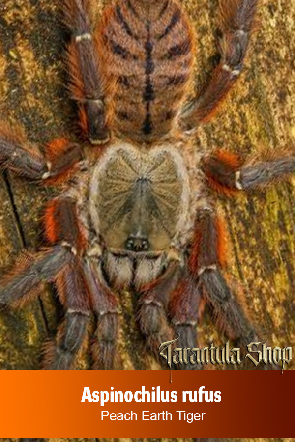 Aspinochilus sp Rufus – Peach Earth Tiger Tarantula (Juvenile)