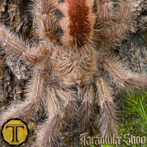 Iridopelma hirsutum