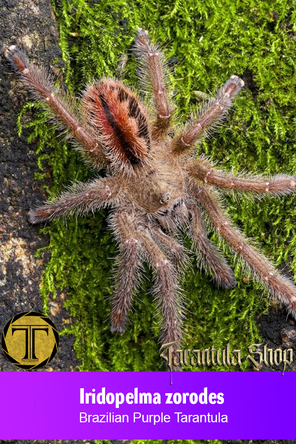 Iridopelma zorodes – Brazilian Purple Tarantula (Slings)