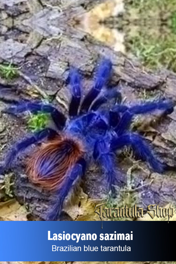 Lasiocyano sazimai – Brazilian Blue Tarantula (Juvenile)