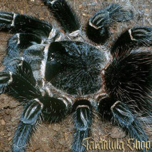 Lasiodora parahybana
