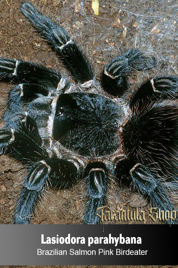 Lasiodora parahybana – Brazilian Salmon Pink Birdeater (Juvenile)