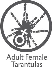 AdultFemaleTarantula001