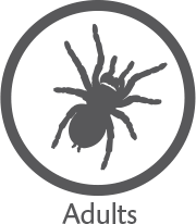 AdultTarantula001